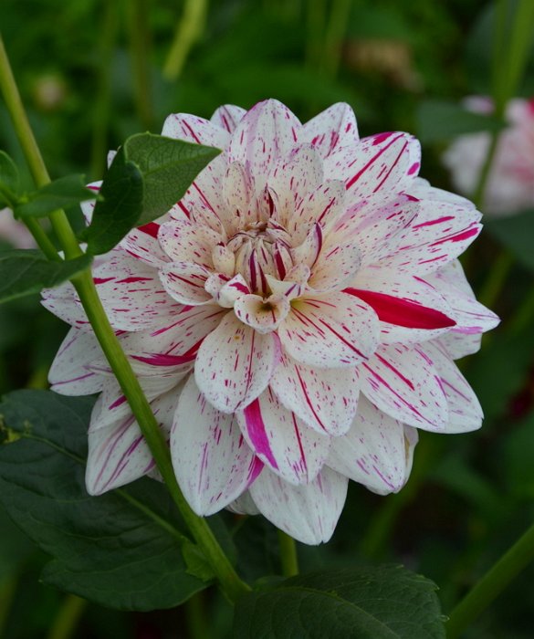 Dahlia x 'Bright Diamond'